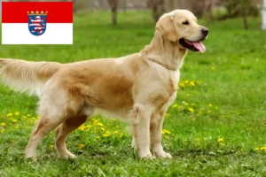 Read more about the article Golden Retriever tenyésztők és kölykök Hessenben
