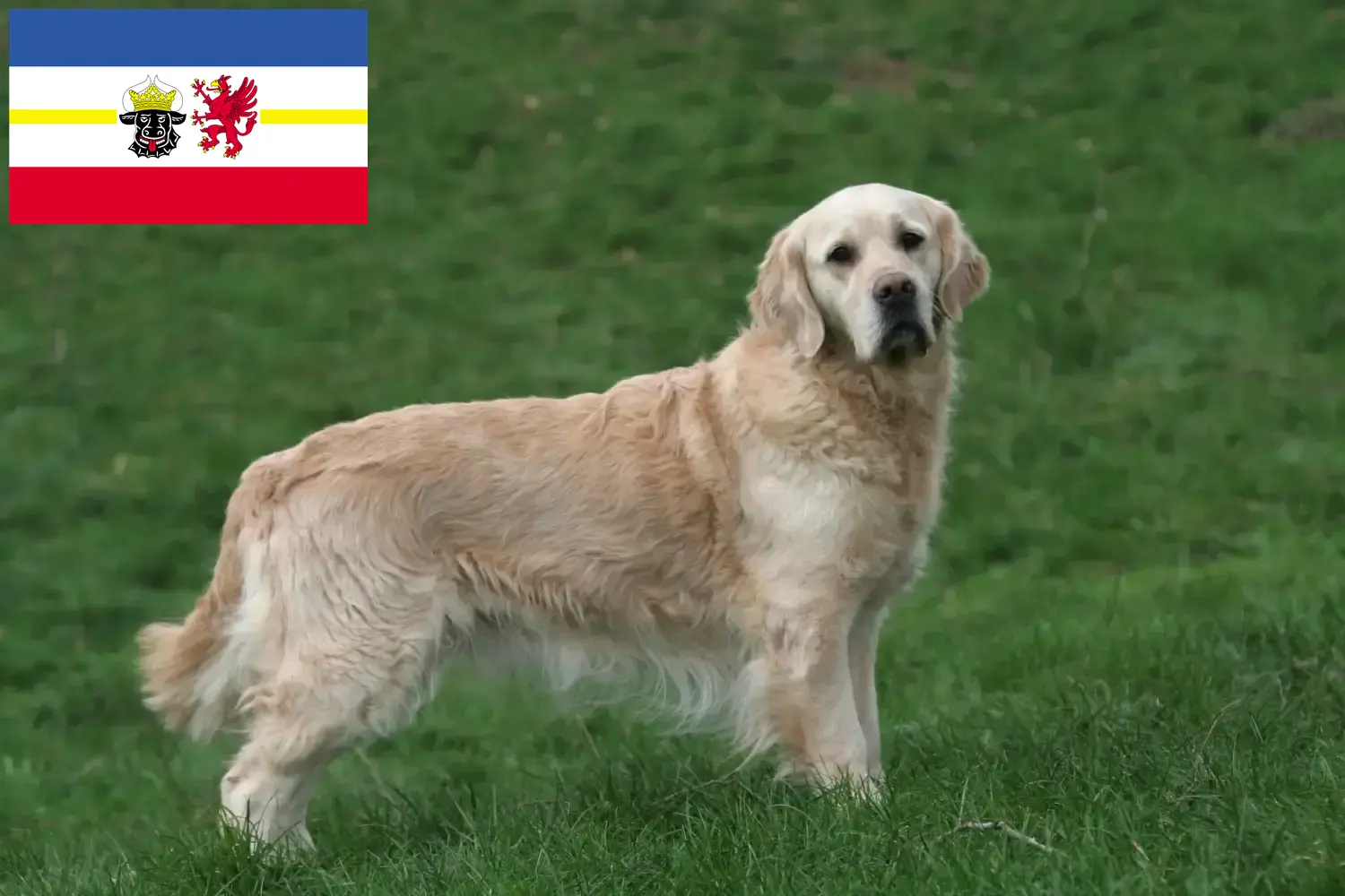 Golden Retriever kiskutyák és tenyésztők Mecklenburg-Vorpommern Itt találhat Golden Retriever tenyésztőket Mecklenburg-Elő-Pomeránia területén.