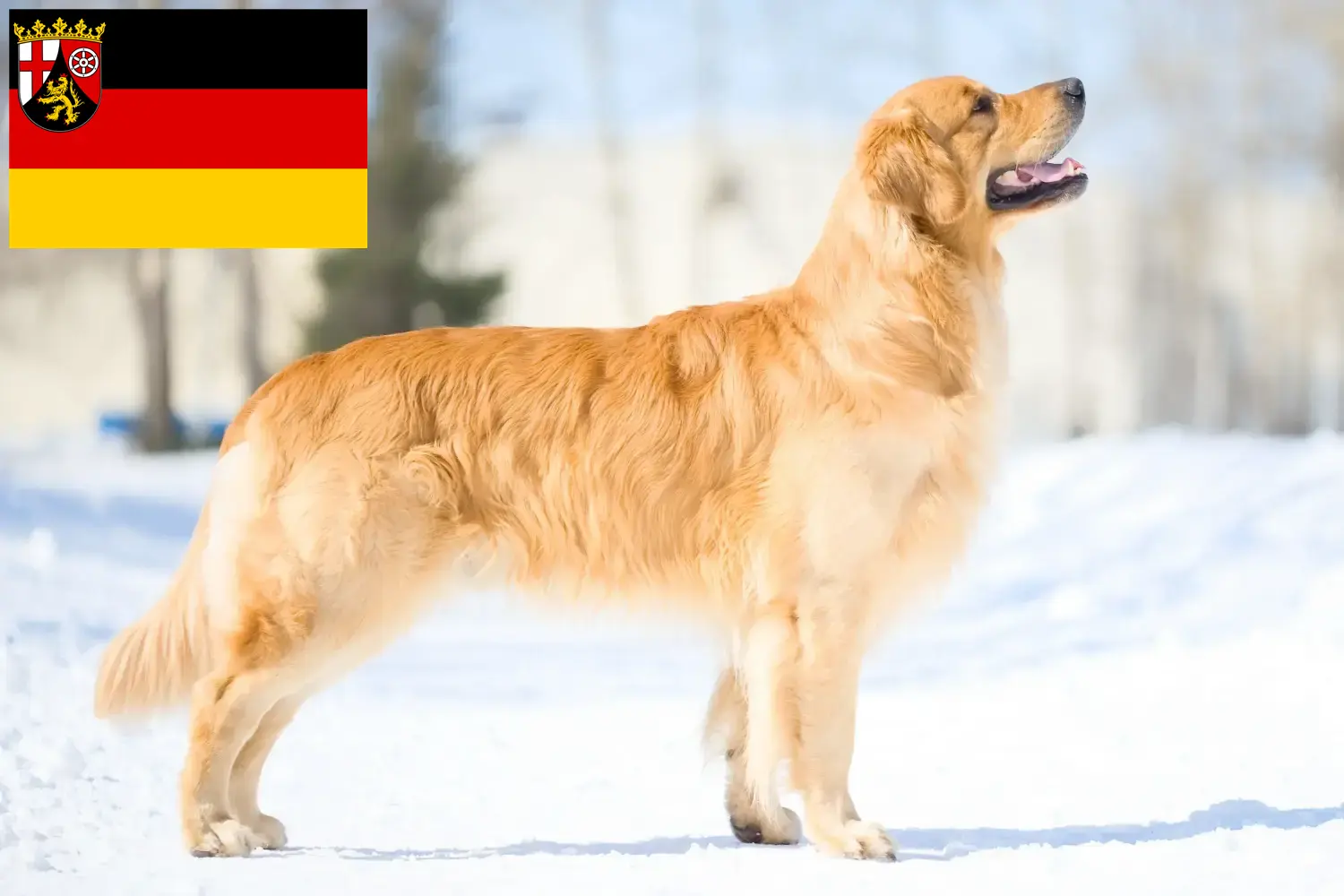Golden Retriever kiskutyák és tenyésztők Rajna-vidék-Pfalz Itt találhat Golden Retriever tenyésztőket Rajna-vidék-Pfalzban.