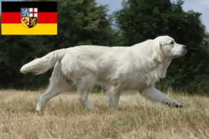 Read more about the article Golden Retriever tenyésztők és kölykök Saar-vidéken
