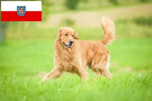 Read more about the article Golden Retriever tenyésztők és kölykök Türingiában