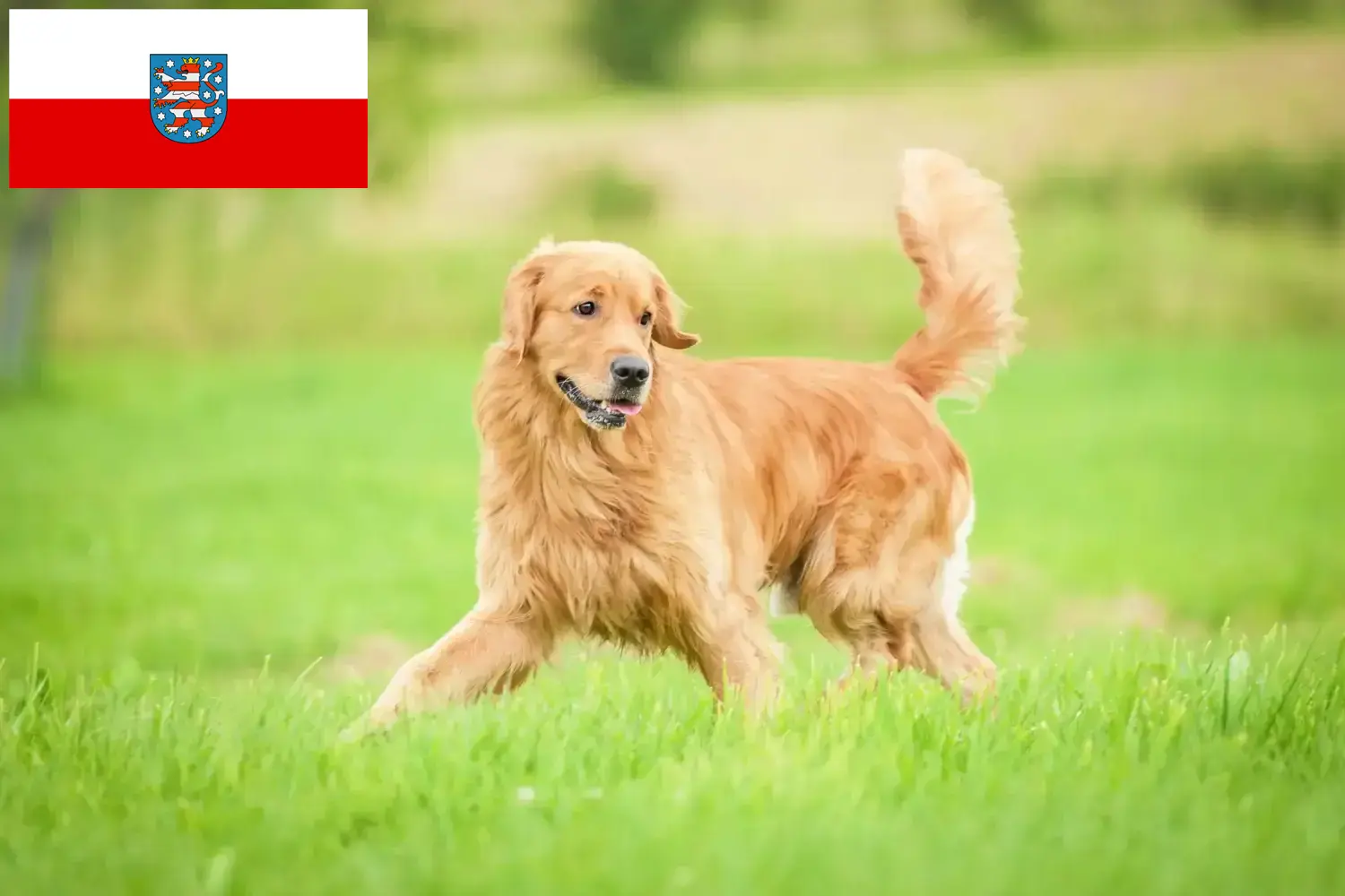 Golden Retriever kiskutyák és tenyésztők Thüringia Itt megtalálja a türingiai Golden Retriever tenyésztőket.
