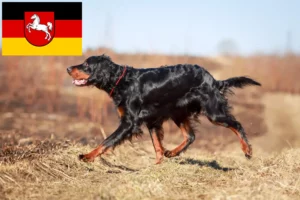 Read more about the article Gordon szetter tenyésztők és kölykök Alsó-Szászországban
