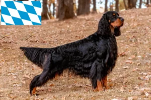 Read more about the article Gordon szetter tenyésztők és kölykök Bajorországban