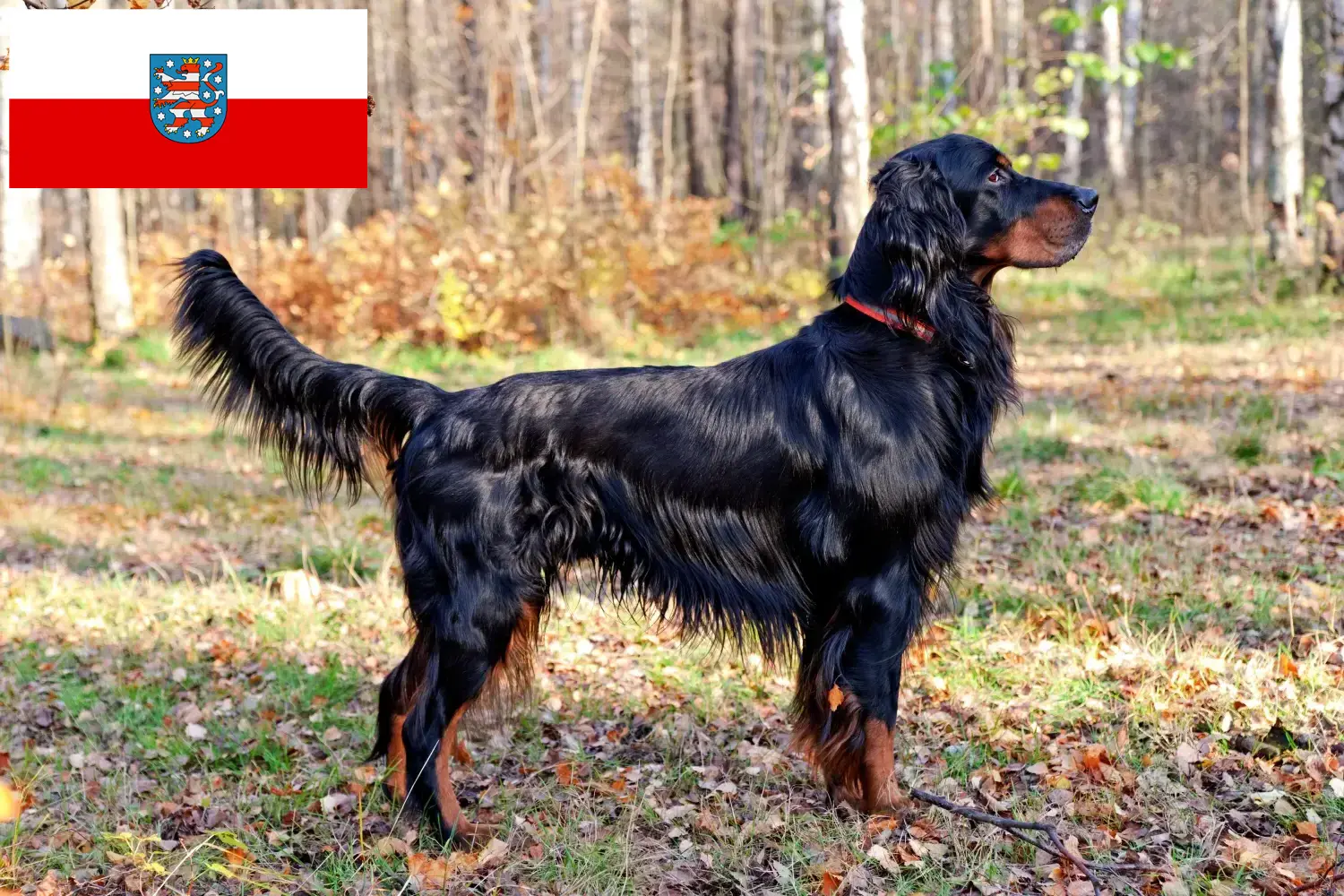 Read more about the article Gordon szetter tenyésztők és kölykök Türingiában