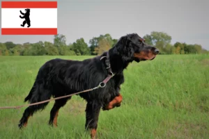 Read more about the article Gordon szetter tenyésztők és kölykök Berlinben