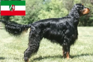 Read more about the article Gordon szetter tenyésztők és kölykök Észak-Rajna-Vesztfália területén
