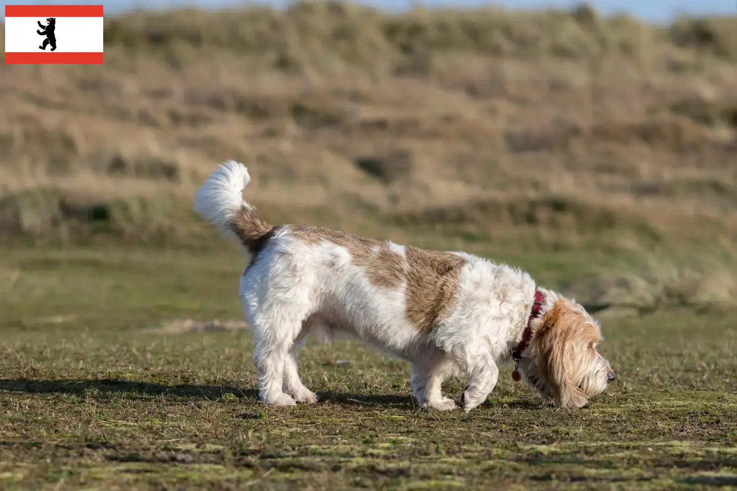 Grand Basset Griffon Vendéen kiskutyák és tenyésztők Berlin Találd meg a Grand Basset Griffon Vendéens tenyésztőket Berlin területén.