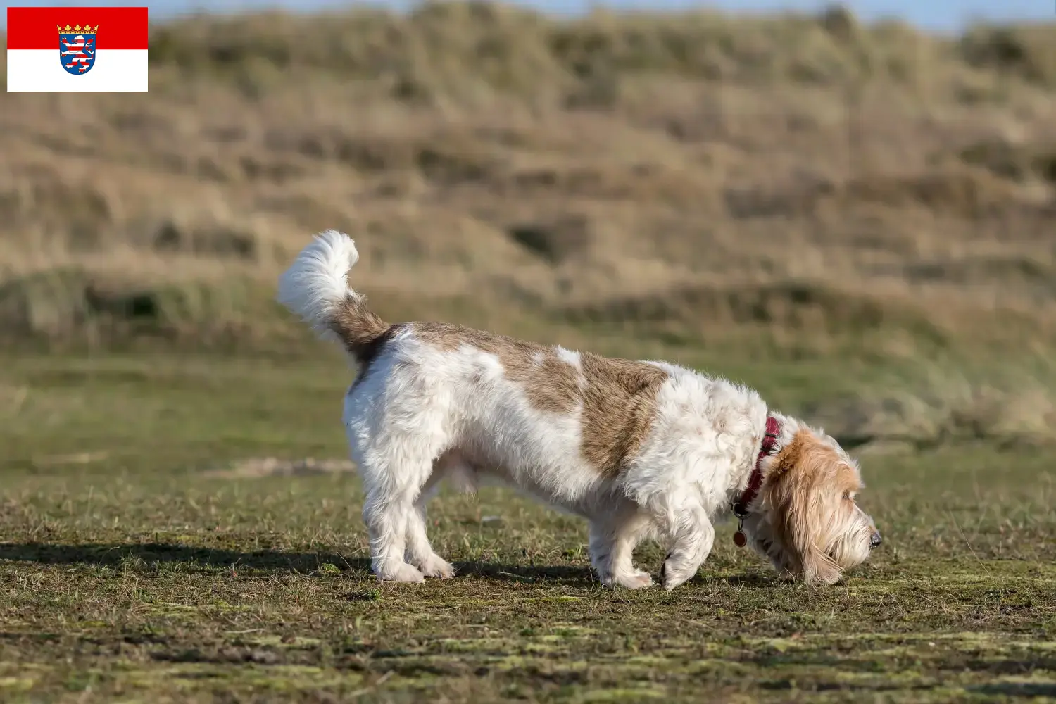 Grand Basset Griffon Vendéen kölyökkutyák és tenyésztők Hessen Találd meg a Grand Basset Griffon Vendéens tenyésztőket Hessen területén.