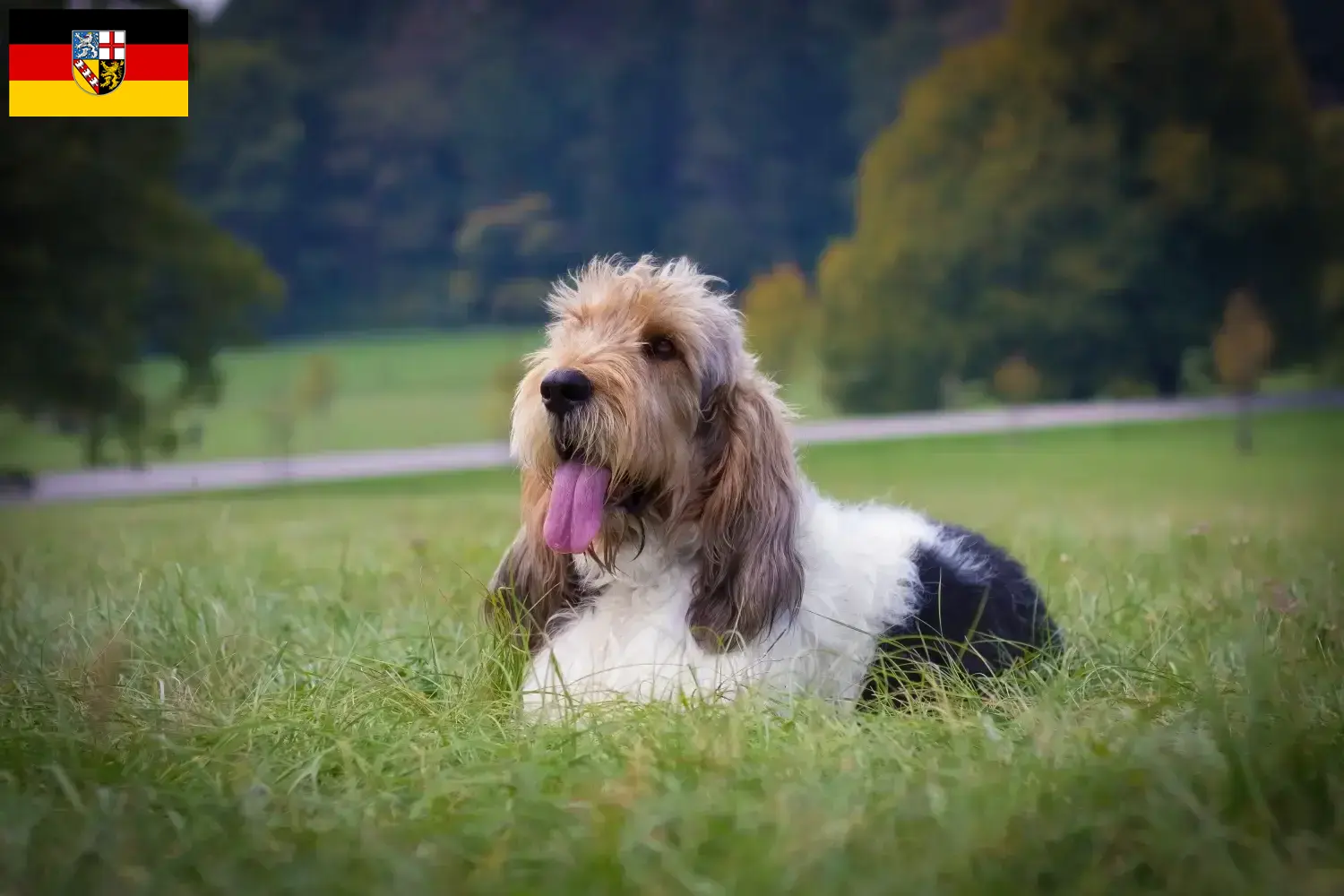 Grand Basset Griffon Vendéen kölyökkutyák és tenyésztők Saar-vidék Találd meg a Grand Basset Griffon Vendéens tenyésztőket Saarland területén.
