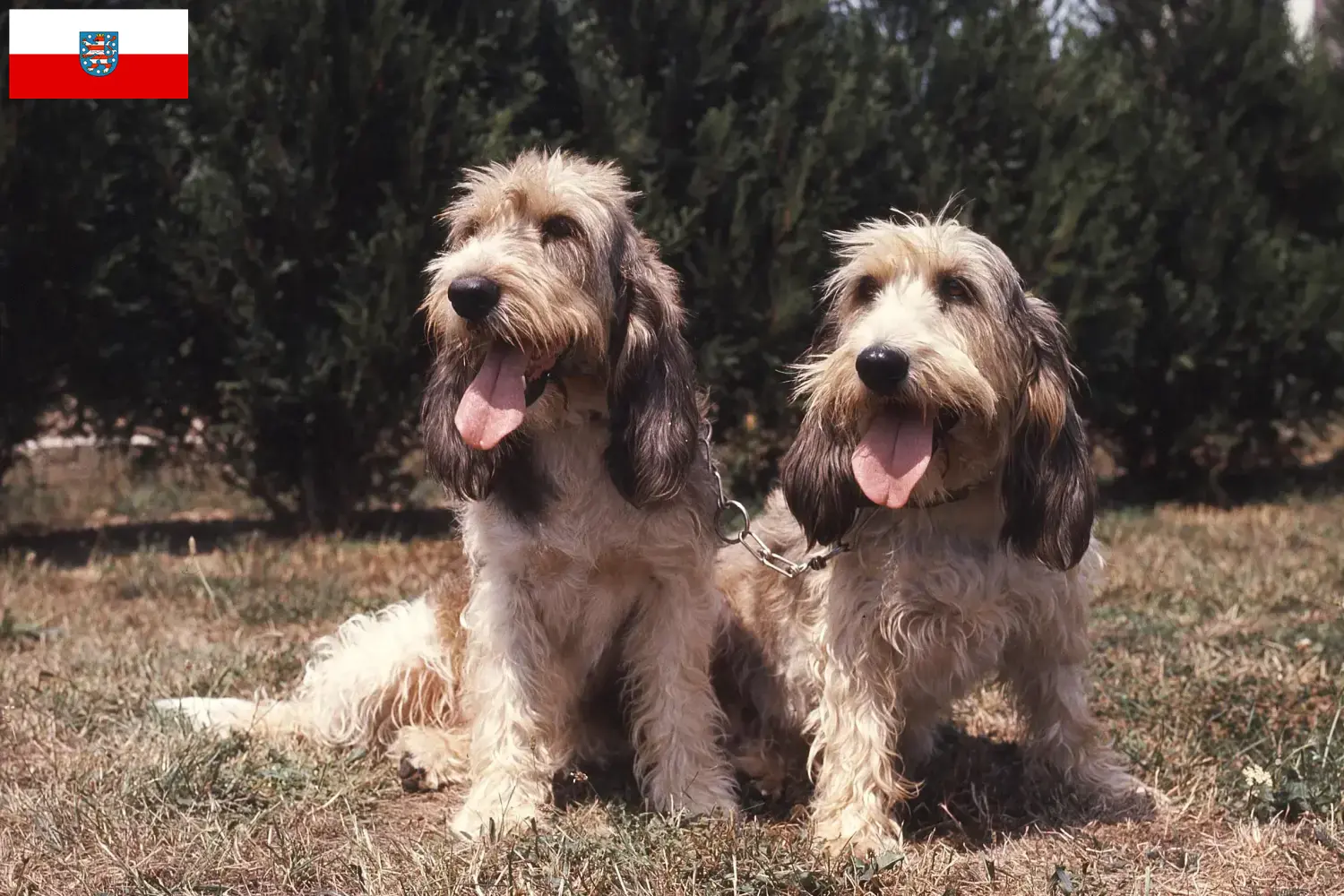 Grand Basset Griffon Vendéen kiskutyák és tenyésztők Türingia Találd meg a Grand Basset Griffon Vendéens tenyésztőket Türingia területén.
