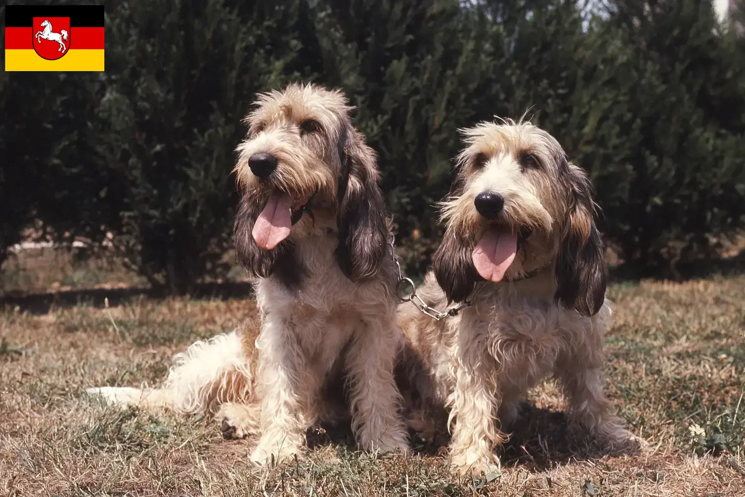 Grand Basset Griffon Vendéen kölyökkutyák és tenyésztők Alsó-Szászország Találd meg a Grand Basset Griffon Vendéens tenyésztőket Alsó-Szászországban.