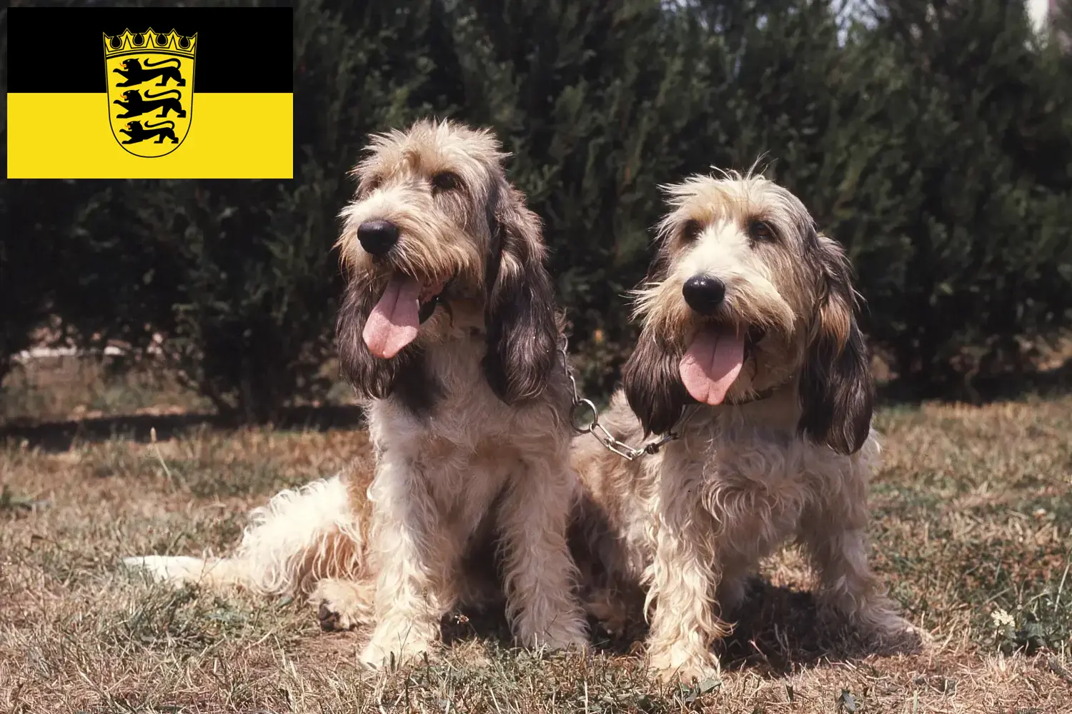Grand Basset Griffon Vendéen kölyökkutyák és tenyésztők Baden-Württembergben Találd meg a Grand Basset Griffon Vendéens tenyésztőket Baden-Württemberg területén.
