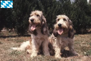 Read more about the article Grand Basset Griffon Vendéen tenyésztők és kiskutyák Bajorországban