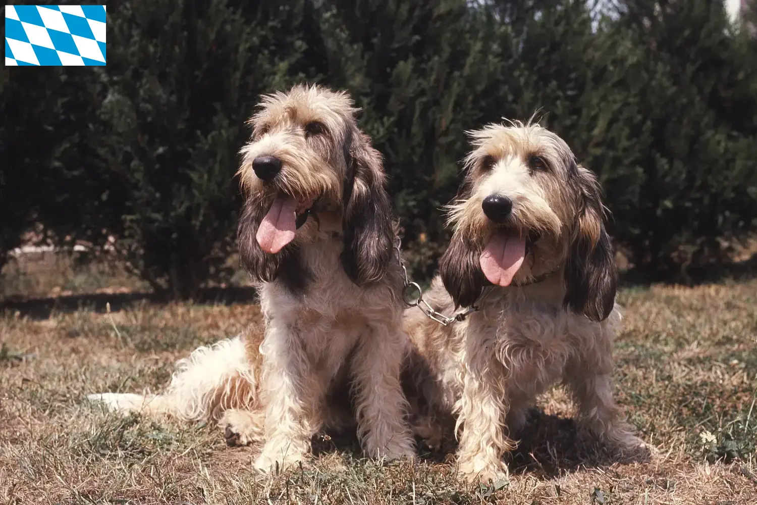 Grand Basset Griffon Vendéen kölyökkutyák és tenyésztők Bajorországban Találd meg a Grand Basset Griffon Vendéens tenyésztőket Bajorországban.