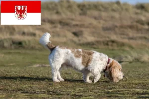 Read more about the article Grand Basset Griffon Vendéen tenyésztők és kölykök Brandenburgban
