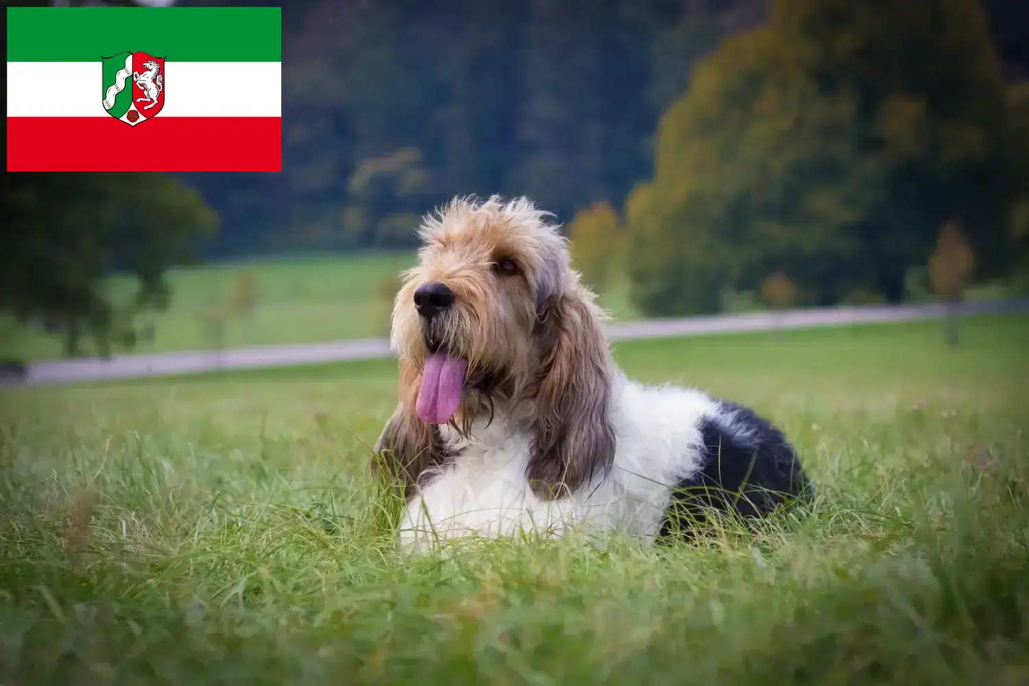 Grand Basset Griffon Vendéen kölyökkutyák és tenyésztők Észak-Rajna-Vesztfália Találd meg a Grand Basset Griffon Vendéens tenyésztőket Észak-Rajna-Vesztfália területén.