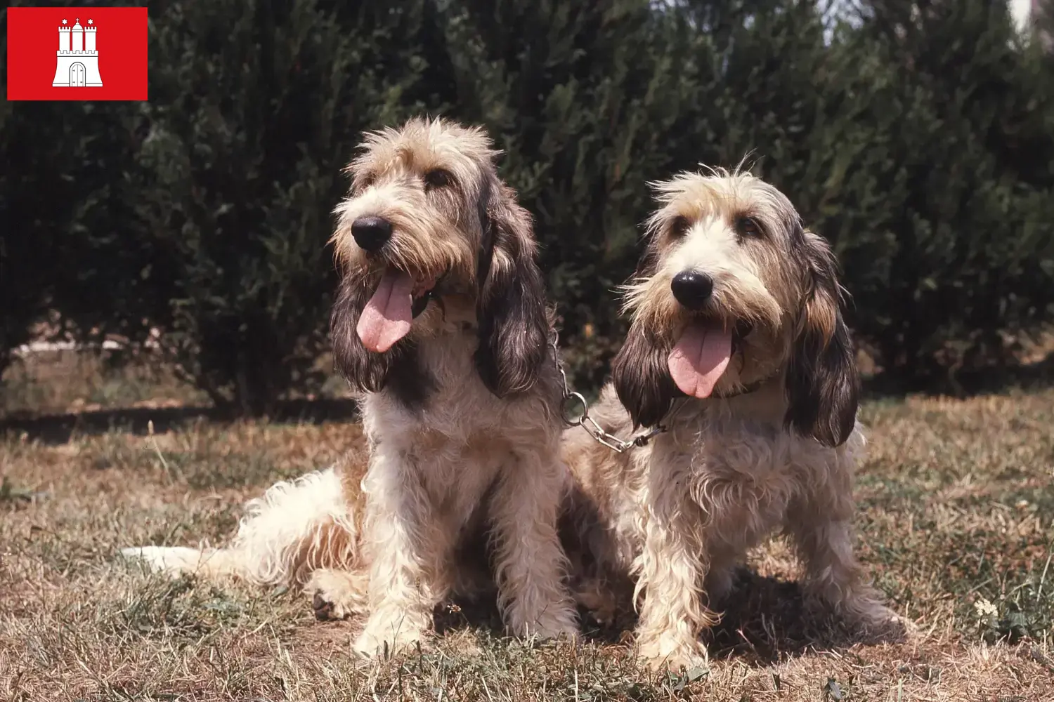 Read more about the article Grand Basset Griffon Vendéen tenyésztők és kölykök Hamburgban