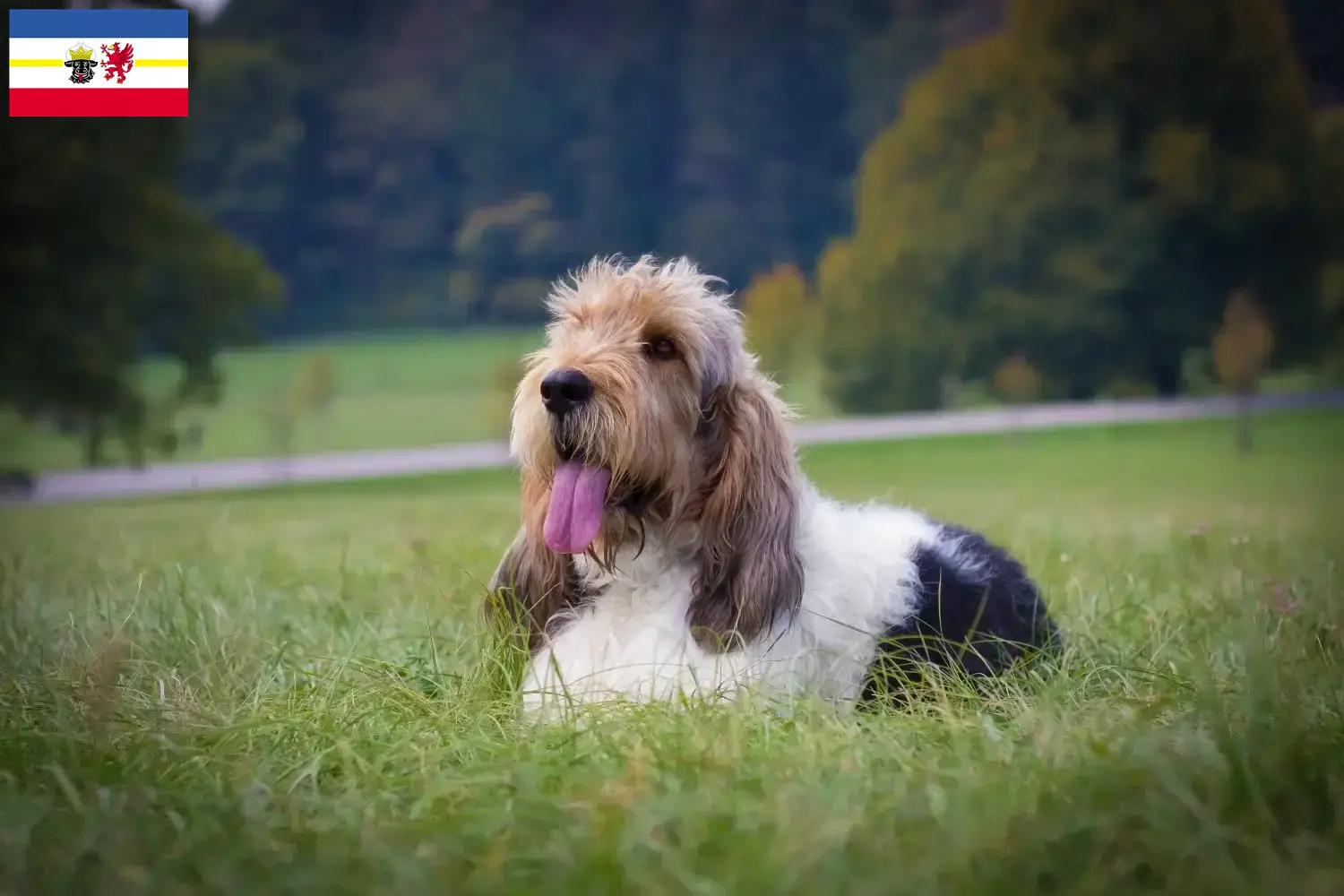Grand Basset Griffon Vendéen kiskutyák és tenyésztők Mecklenburg-Vorpommern tartományban Találd meg a Grand Basset Griffon Vendéens tenyésztőket Mecklenburg-Vorpommern területén.