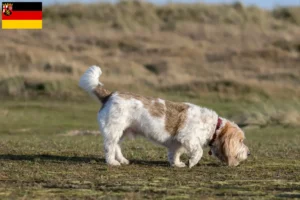 Read more about the article Grand Basset Griffon Vendéen tenyésztők és kiskutyák Rajna-vidék-Pfalzban