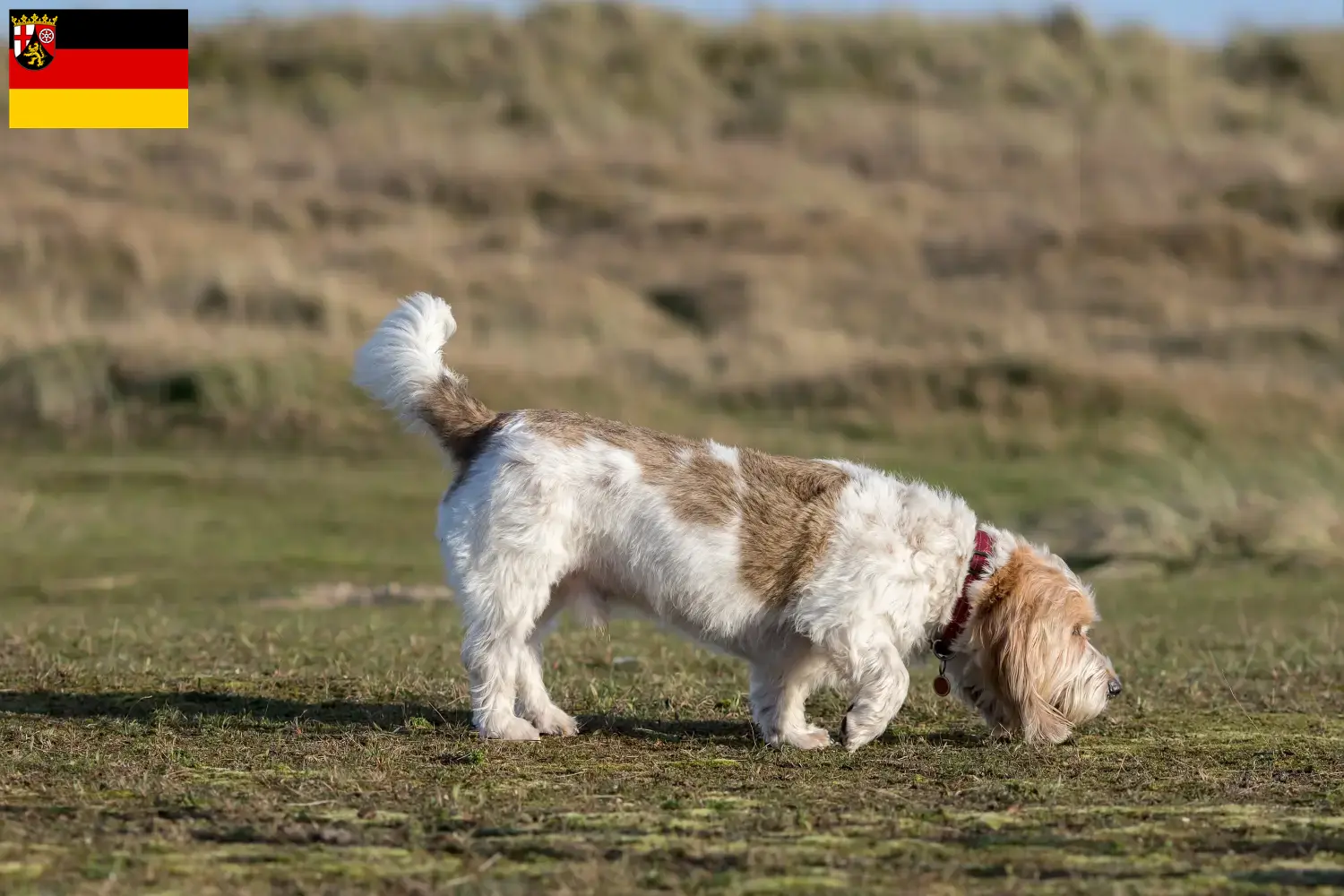 Grand Basset Griffon Vendéen kölyökkutyák és tenyésztők Rajna-vidék-Pfalz Találd meg a Grand Basset Griffon Vendéens tenyésztőket Rajna-vidék-Pfalz-ban.
