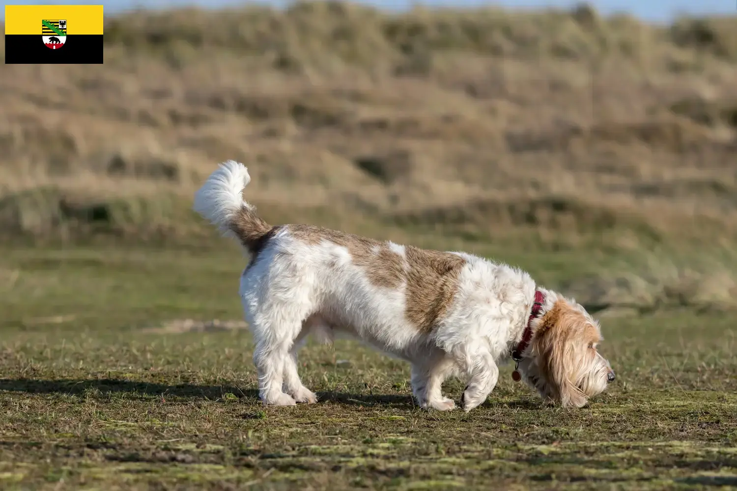 Grand Basset Griffon Vendéen kiskutyák és tenyésztők Szász-Anhalt tartományban Találd meg a Grand Basset Griffon Vendéens tenyésztőket Szász-Anhaltban.