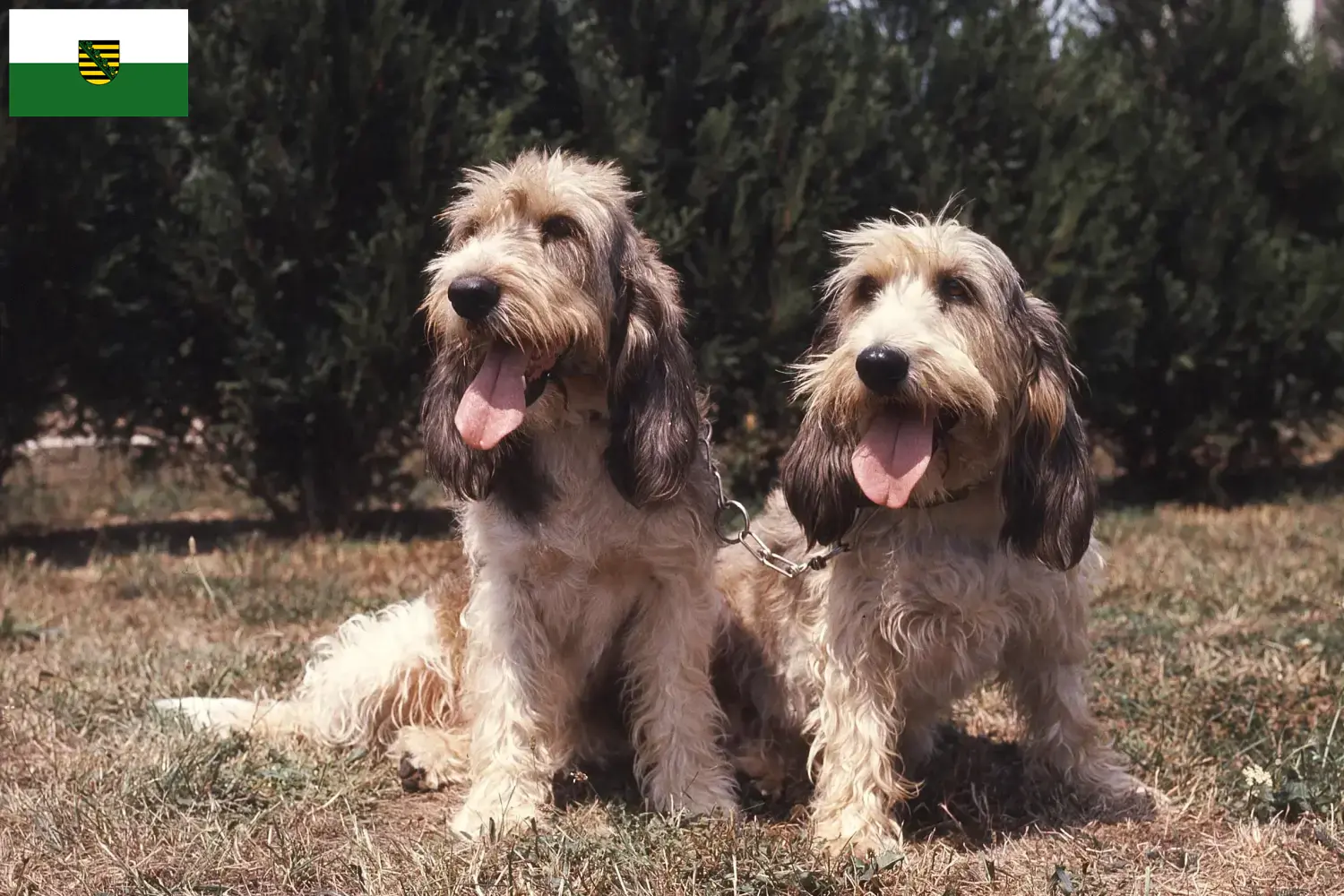 Grand Basset Griffon Vendéen kiskutyák és tenyésztők Szászország Találd meg a Grand Basset Griffon Vendéens tenyésztőket Szászországban.