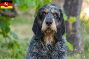 Read more about the article Griffon Bleu de Gascogne tenyésztők és kiskutyák Alsó-Szászországban
