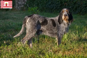 Read more about the article Griffon Bleu de Gascogne tenyésztők és kiskutyák Brémában