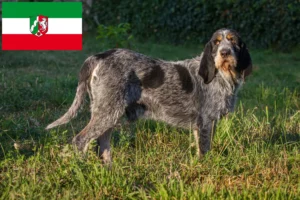 Read more about the article Griffon Bleu de Gascogne tenyésztők és kiskutyák Észak-Rajna-Vesztfália területén