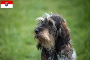 Read more about the article Griffon Bleu de Gascogne tenyésztők és kiskutyák Hessenben