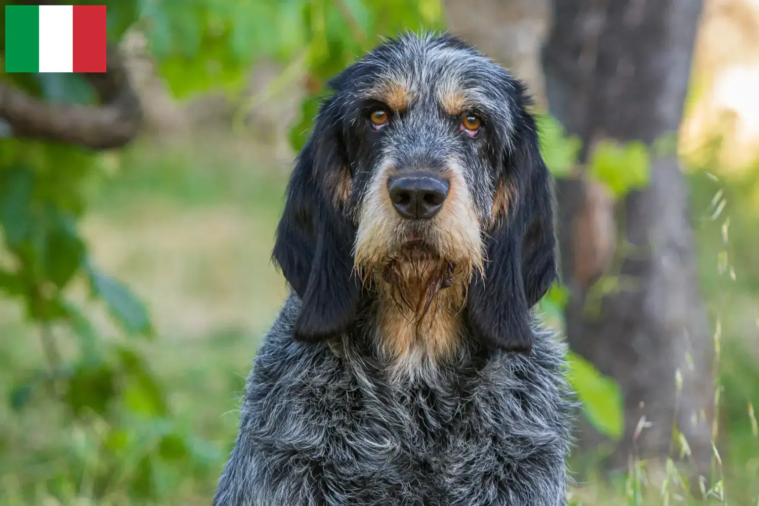 Griffon Bleu de Gascogne kölykök és tenyésztők Olaszországban Találd meg a Griffon Bleu de Gascognes tenyésztőket Olaszországban.