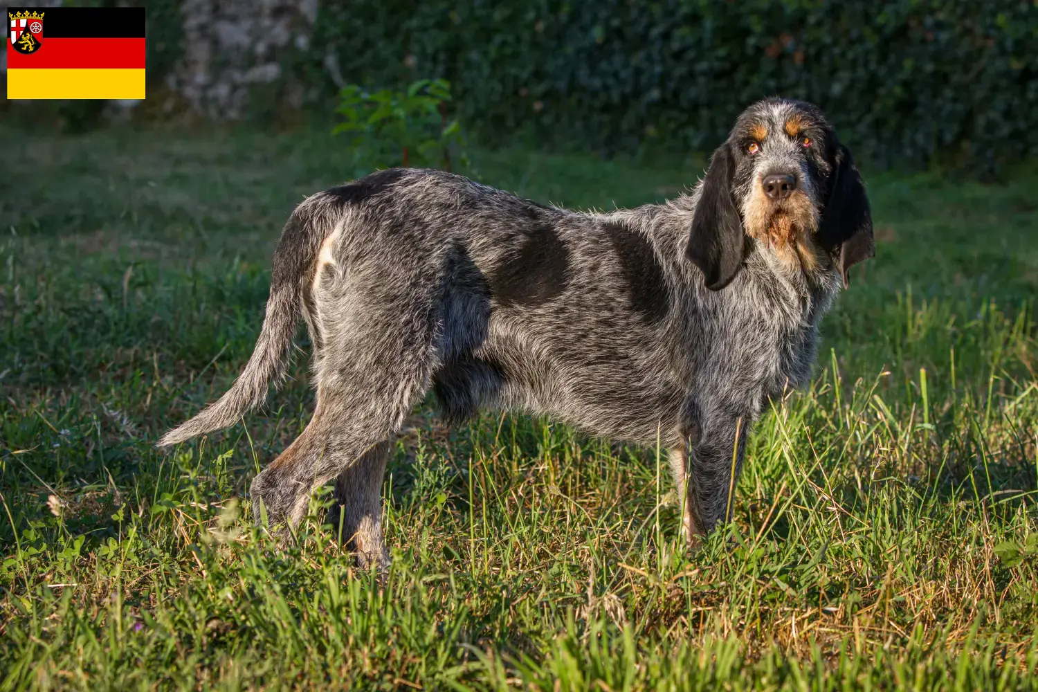 Griffon Bleu de Gascogne kölyökkutyák és tenyésztők Rajna-vidék-Pfalz Griffon Bleu de Gascognes tenyésztőket Rajna-vidék-Pfalzban itt találsz.
