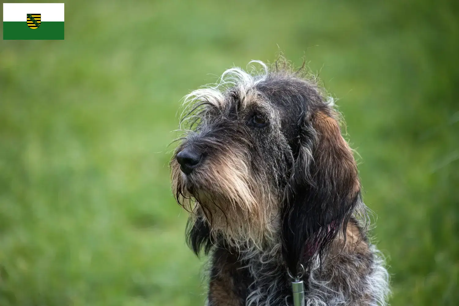 Read more about the article Griffon Bleu de Gascogne tenyésztők és kölykök Szászországban