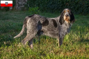 Read more about the article Griffon Bleu de Gascogne tenyésztők és kölykök Türingiában