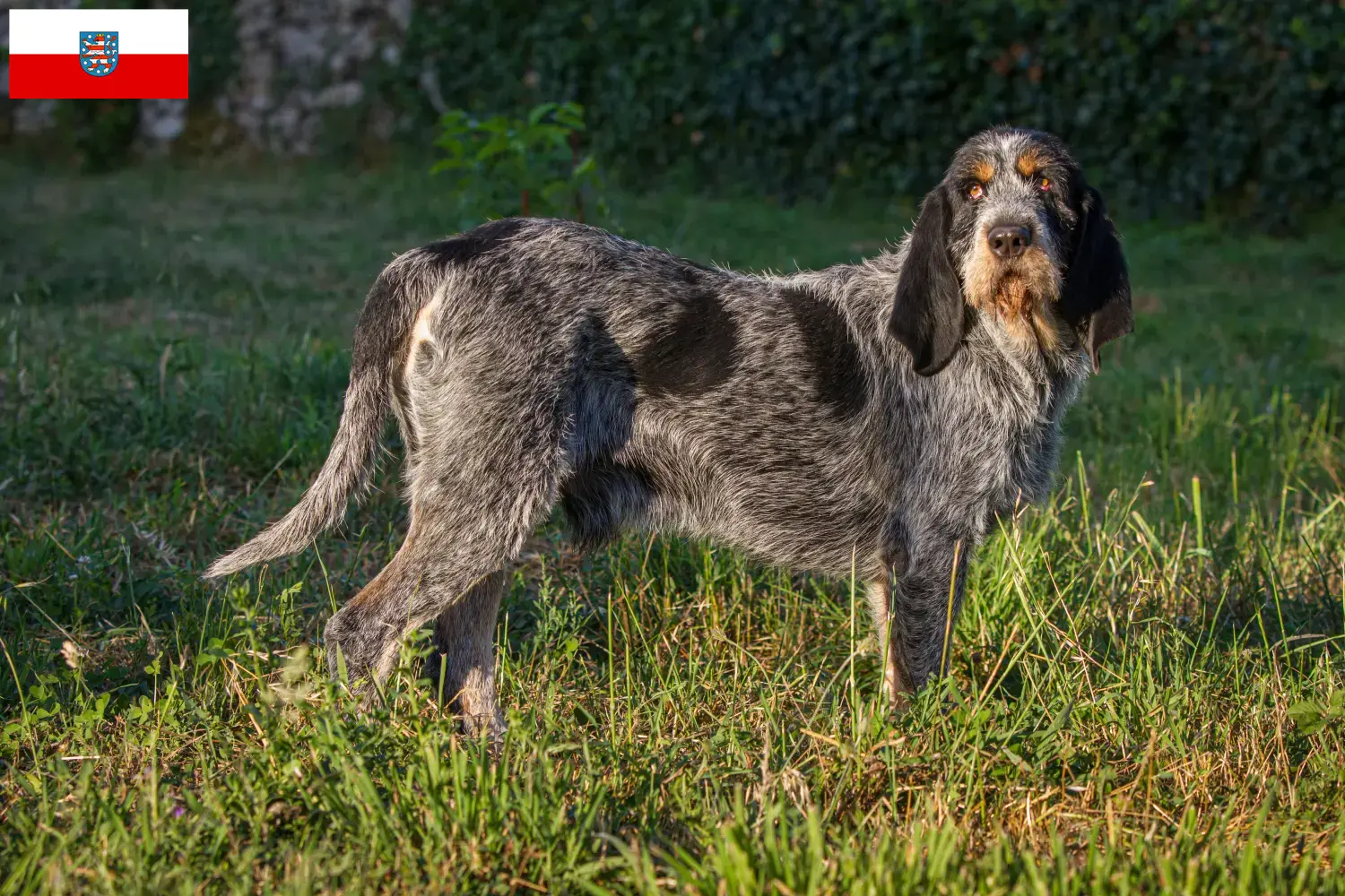 Read more about the article Griffon Bleu de Gascogne tenyésztők és kölykök Türingiában