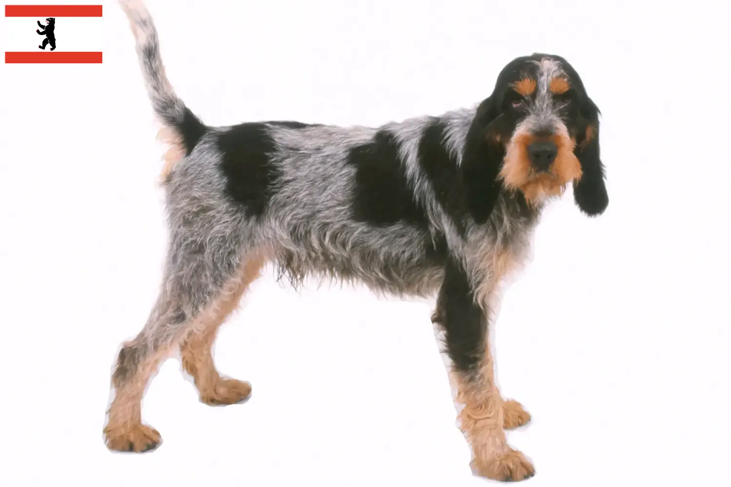 Read more about the article Griffon Bleu de Gascogne tenyésztők és kölykök Berlinben