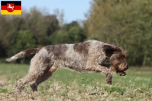 Read more about the article Griffon d’arrêt à poil dur Tenyésztő és kölykök Alsó-Szászországban