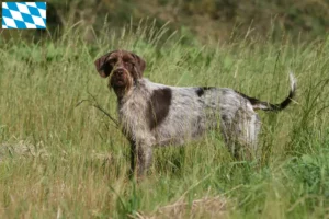 Read more about the article Griffon d’arrêt à poil dur Tenyésztő és kölykök Bajorországban