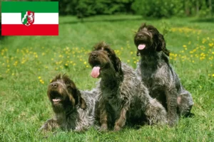 Read more about the article Griffon d’arrêt à poil dur Tenyésztő és kölykök Észak-Rajna-Vesztfáliában
