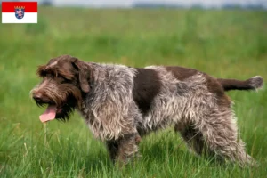 Read more about the article Griffon d’arrêt à poil dur Tenyésztő és kölykök Hessenben