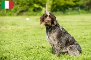 Read more about the article Griffon d’arrêt à poil dur Tenyésztők és kölykök Olaszországban