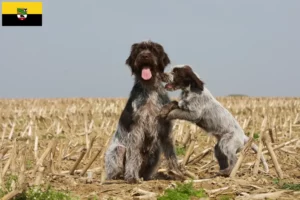 Read more about the article Griffon d’arrêt à poil dur Tenyésztő és kölykök Szász-Anhaltban