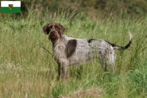 Read more about the article Griffon d’arrêt à poil dur Tenyésztő és kölykök Szászországban