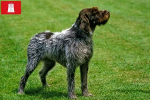 Read more about the article Griffon d’arrêt à poil dur Tenyésztő és kölykök Hamburgban