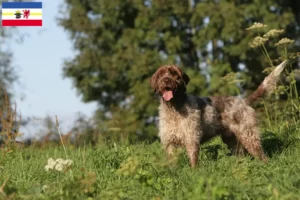 Read more about the article Griffon d’arrêt à poil dur Tenyésztő és kölykök Mecklenburg-Vorpommernben