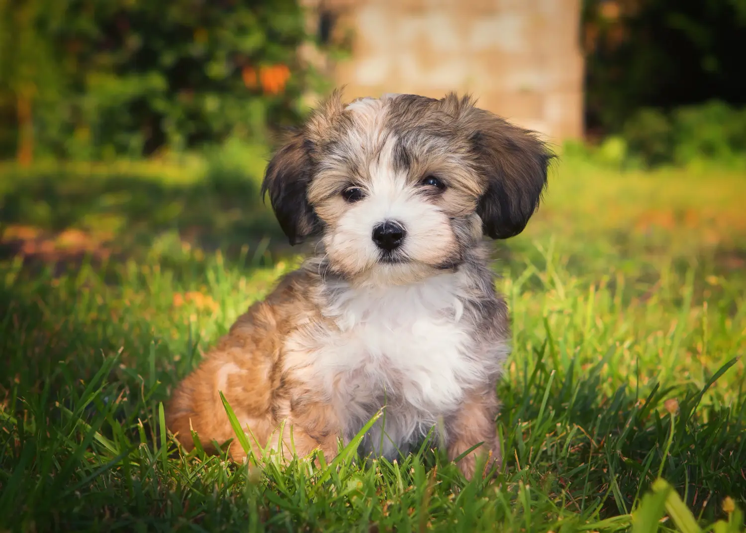Egy havanese kölyökkutya megvásárlása felelősségvállalást jelent! Vásároljon havanese kiskutyákat.