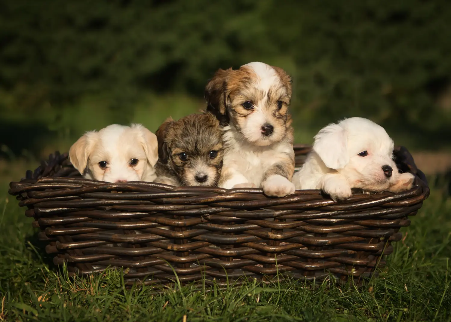 Egy havanese kölyökkutya megvásárlása felelősségvállalást jelent! Vásároljon havanese kiskutyákat.