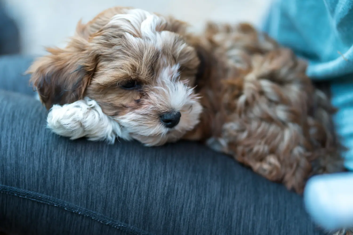 Egy havanese kölyökkutya megvásárlása felelősségvállalást jelent! Vásároljon havanese kiskutyákat.