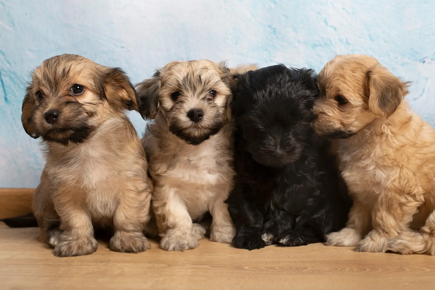 Egy havanese kölyökkutya megvásárlása felelősségvállalást jelent! Vásároljon havanese kiskutyákat.